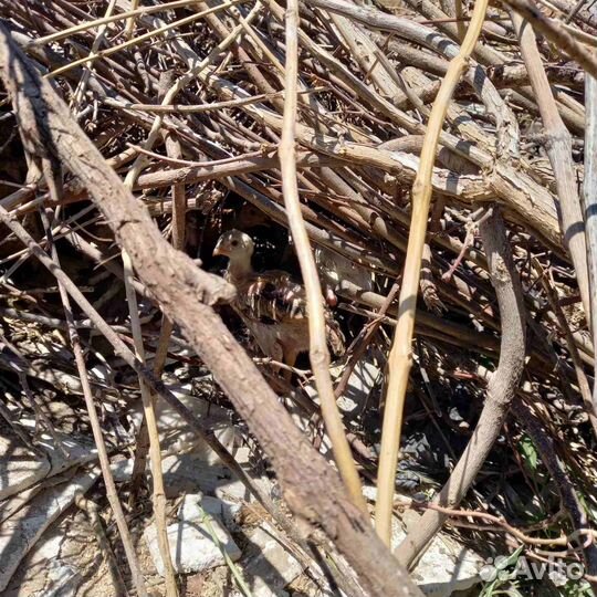 Бойцовые петухи и куры разных пород. Фазаны.Утки