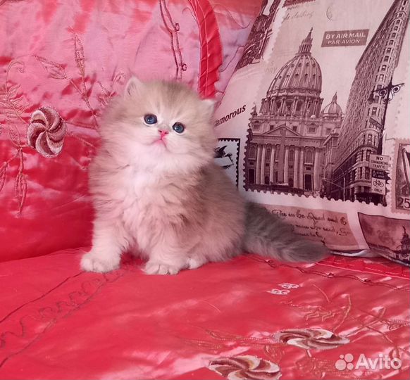 Голубая золотая шиншиллочка