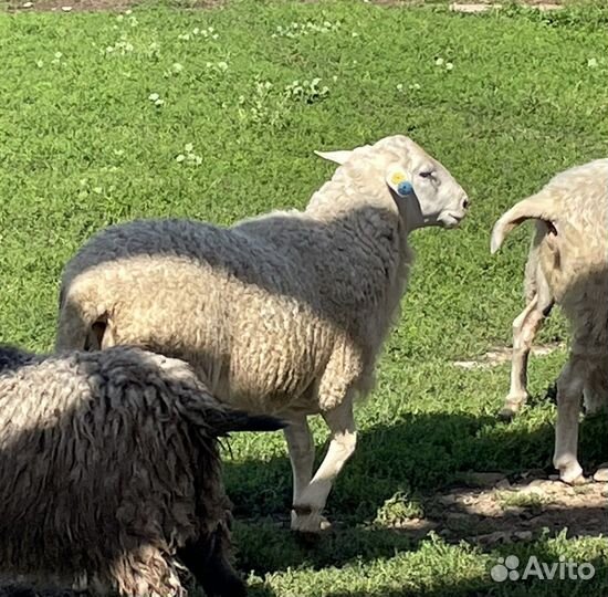 Баран катумский