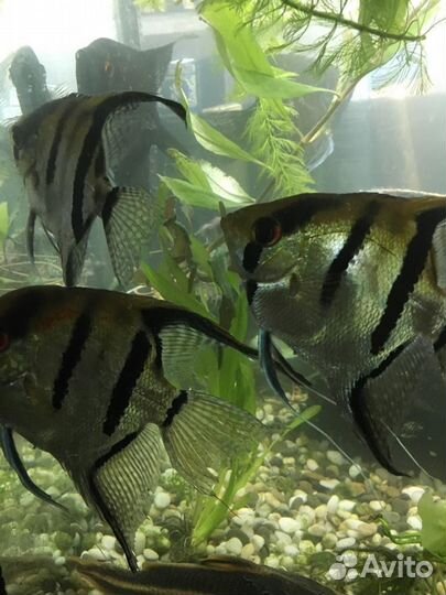 Рыбки скалярии