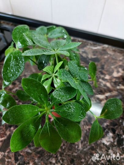 Шеффлера комнатный цветок