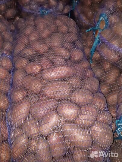 Картофель овощи