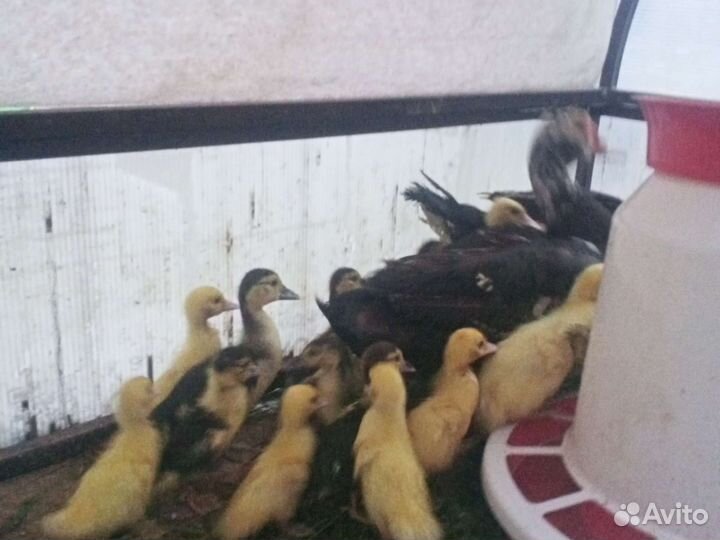 Яйца индоутки