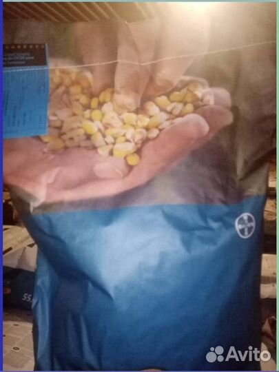 Семена Кукурузы Оригинал