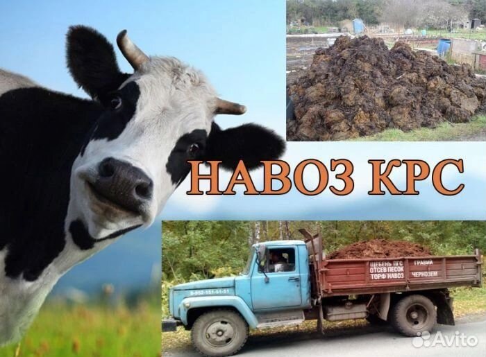 Навоз крс