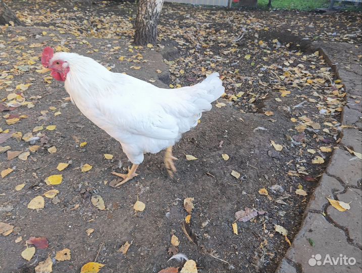 Молодые петушки