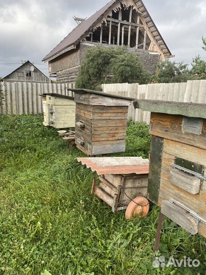 Улей с пчелами