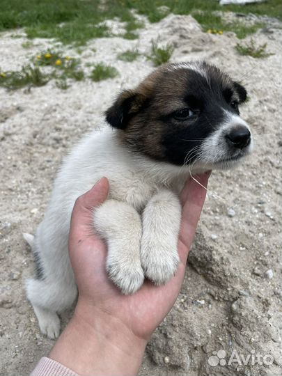 Щенок в добрые руки бесплатно