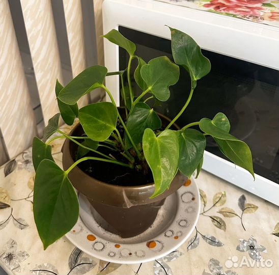 Антуриум в горшке