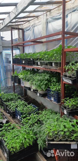 Рассада помидор огурцов перцев