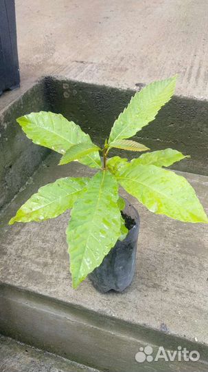 Олеандр розовый