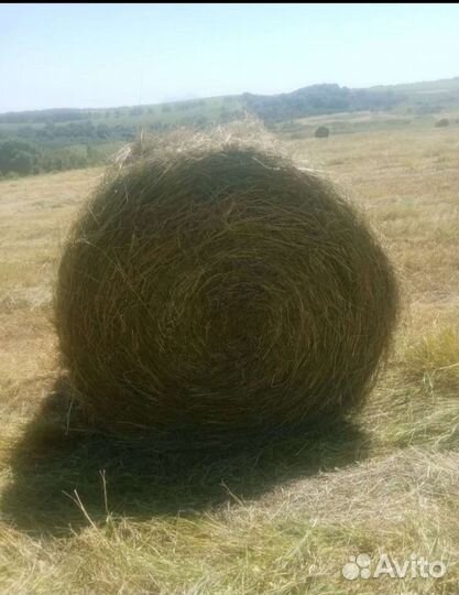 Сено в рулонах