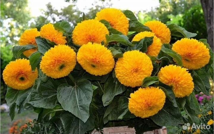 Подсолнух Медвежонок семена