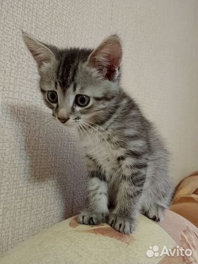Котик Клепа