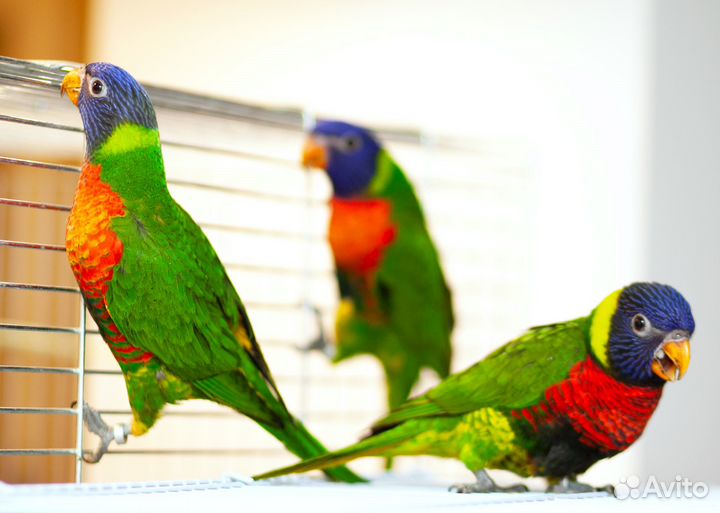 Лорикет птенец выкормыш