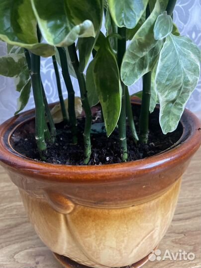 Педилантус