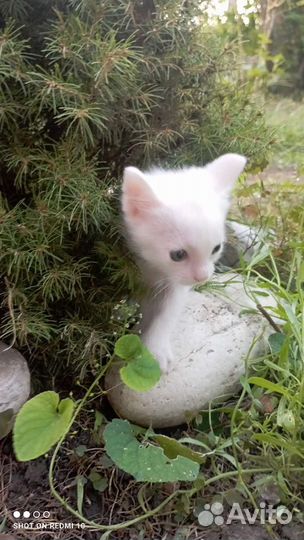 Котята као мани