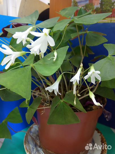 Комнатные цветы Кислица