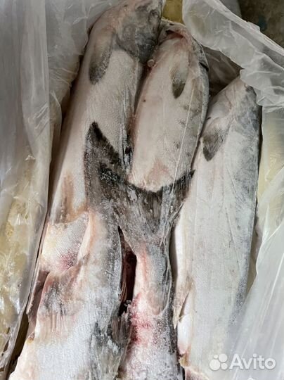 Горбуша свежая мороженая