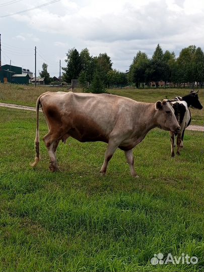 Корова дойная