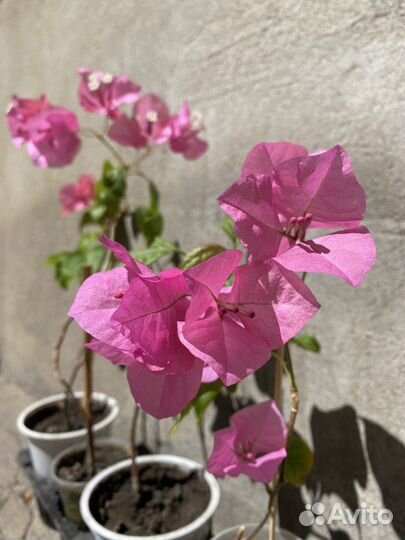 Бугенвиллия