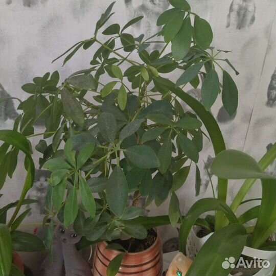 Комнатные цветы шефлера