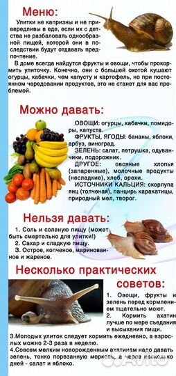 Отдам улитят ахатин в хорошие руки