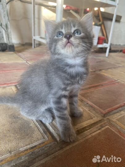 Котята британцы умные воспитанные