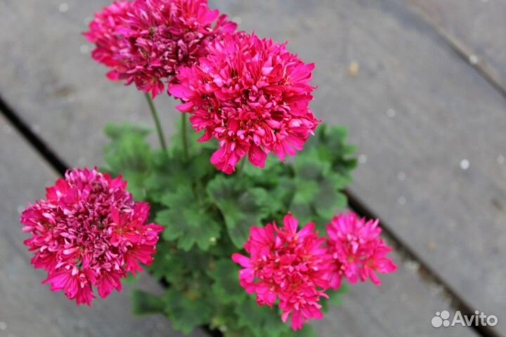 Пеларгонии сортовые