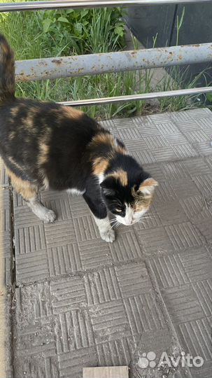 Кошка в добрые руки, ее ждет улица