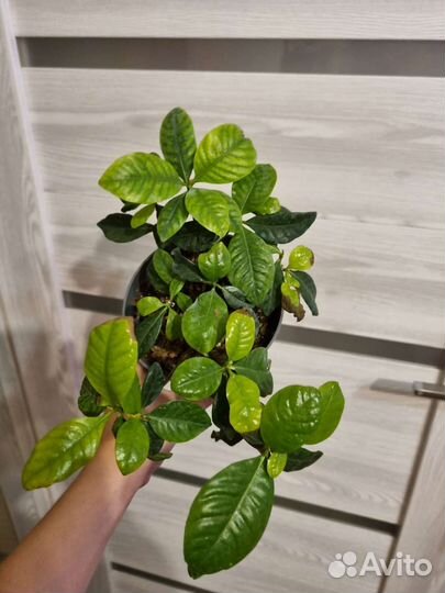 Гардения жасминовидная