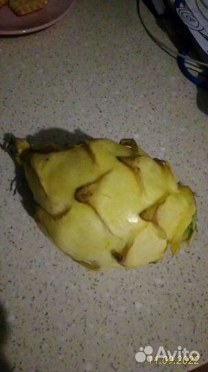 Питахайя желтая семена и саженцы