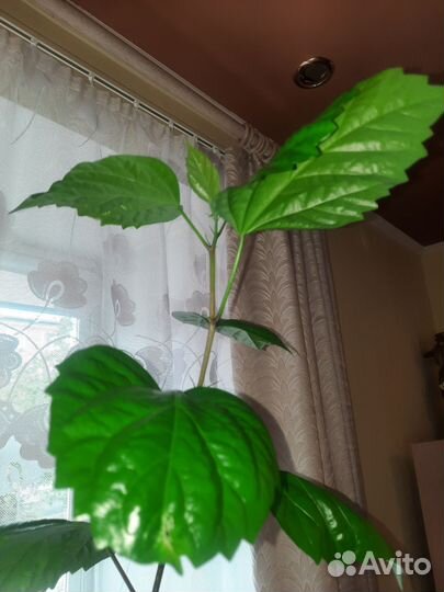 Гибискус 2м70см