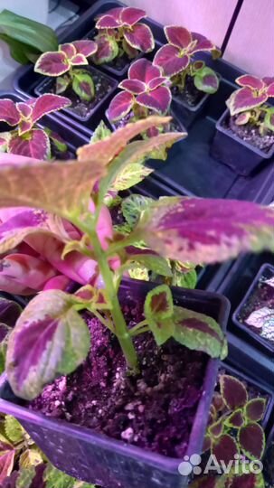 Гипоэстес, колеус