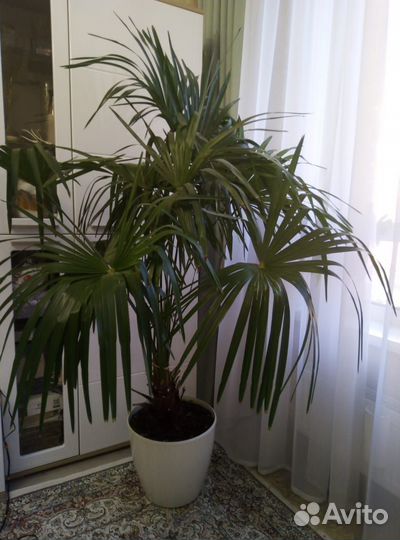 Пальма (трахикарпус)