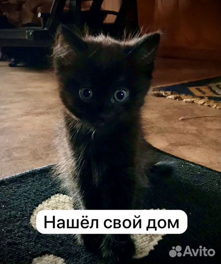 Домашние котята с доставкой на дом