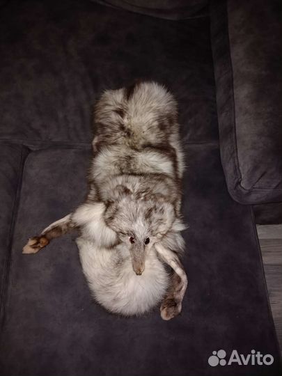 Лисья шкура