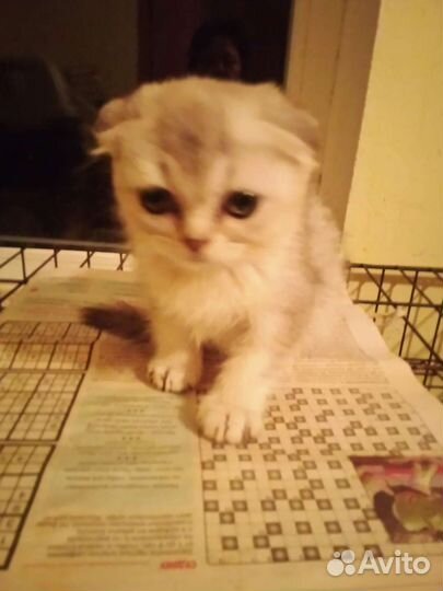 Шотландские вислоухие котята и британские