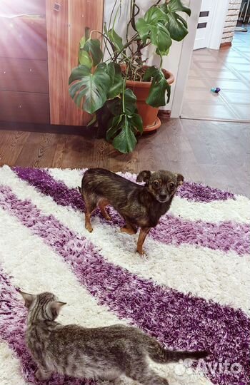 В хорошие руки