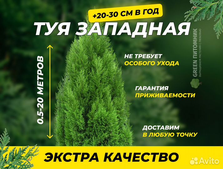 Туя Колумна Западная