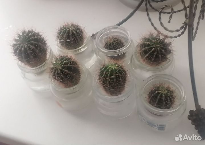 Кактусы маленькие