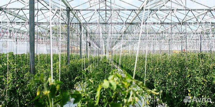 Тепличный комплекс