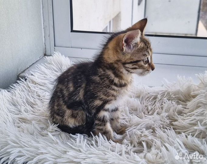 Мурзик - классический котенок-мальчик в дар