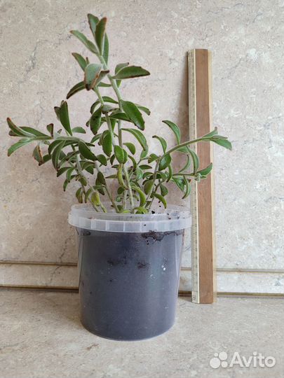 Комнатные растения