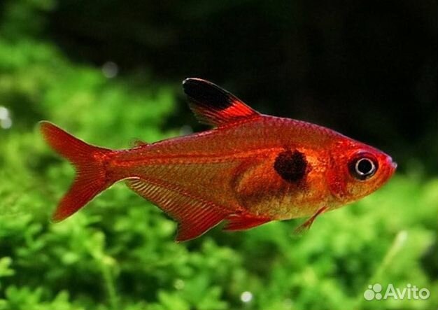 Рыбка Красный Фантом