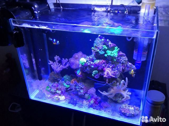 Морские рыбки, Морские Аквариумы, Обслуживание