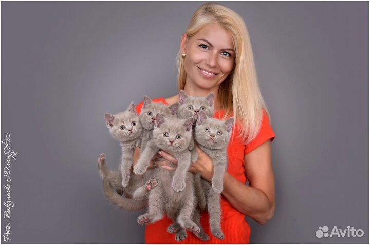 Британские котята