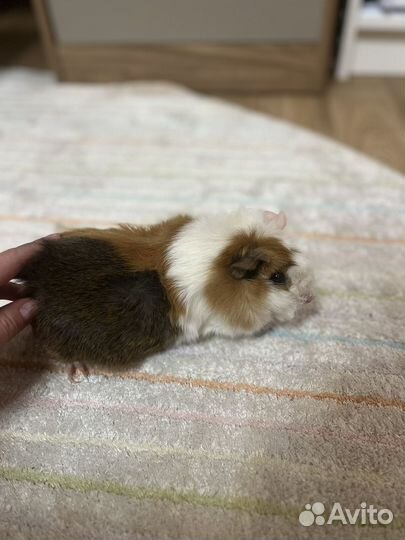 Морские свинки