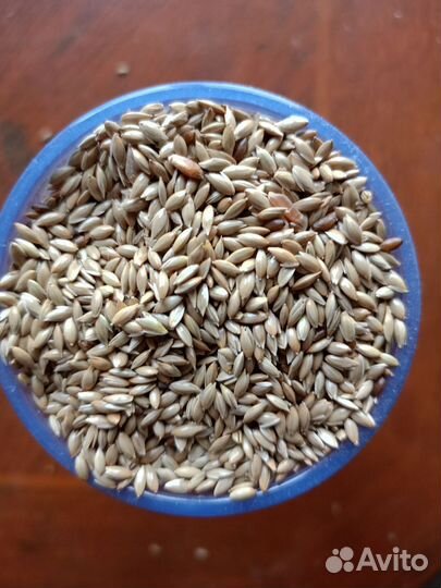 Канареечное семя, 2024г