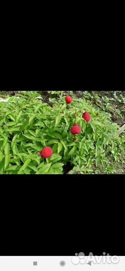 Саженцы Малина-Клубника Тибетская